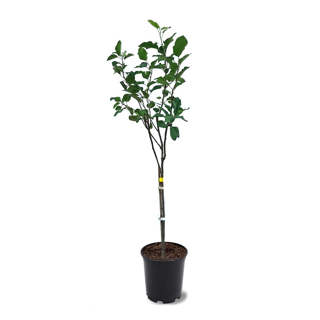 American Plant Exchange Anna Apple Tree, 1 Gallon Pot, 1-2 ft Tall, Live Outdoor Fruiting Plant, Honey Tart Fruit