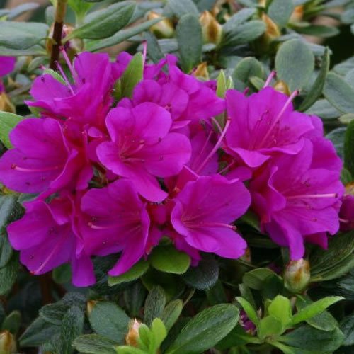 1 X Azalea 'Geisha Purple' Japanese Evergreen Shrub Hardy Plant in Pot
