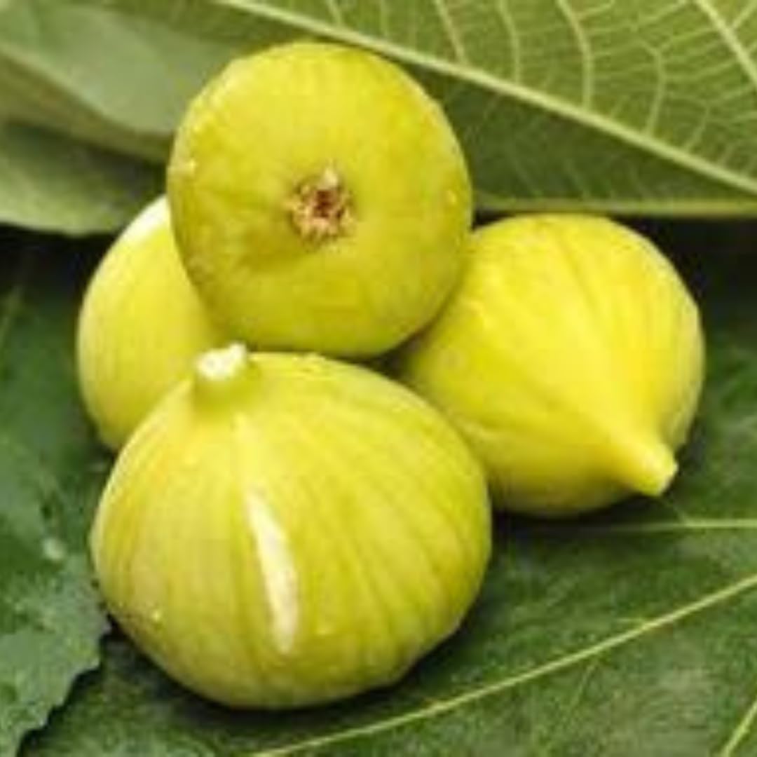 Fig Tree Live Plant, 1 Gallon Pot, Sweet Edible Fruit, Ready to Grow, Suitable for Gardens and Outdoor Planting, No Ship to CA (Yellow)