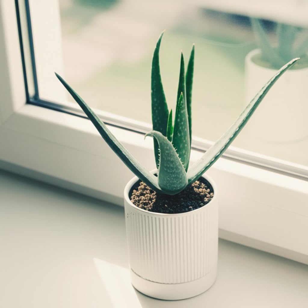 HERDUK Small Plant Pots, 4 Inch Pots for Indoor Plants, Modern Minimalist Ceramic Plant Pots with Drainage Hole & Saucer, White Set of 2