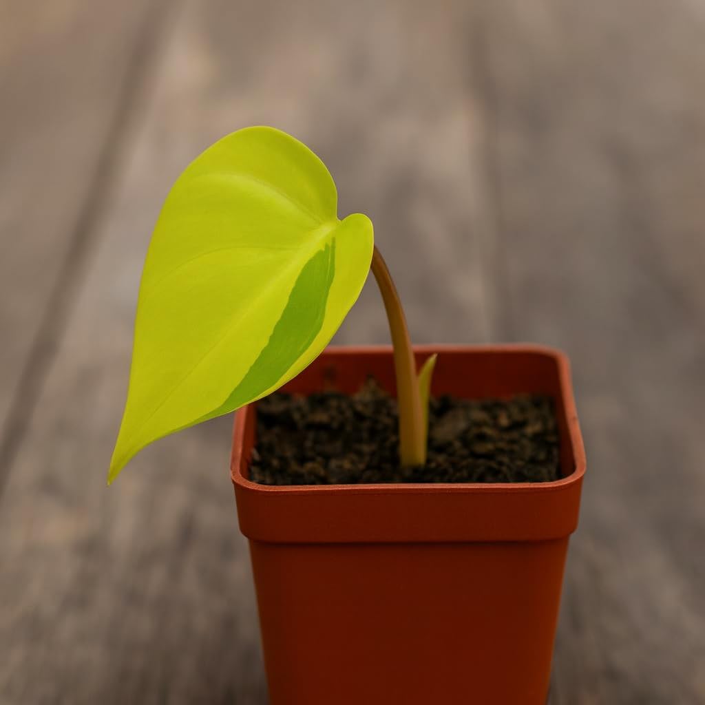 Lemon Jade Brasil Philodendron – Live Starter Plant in 2 Inch Pot - Striking Variegated Foliage with Bold Yellow-Green Centers