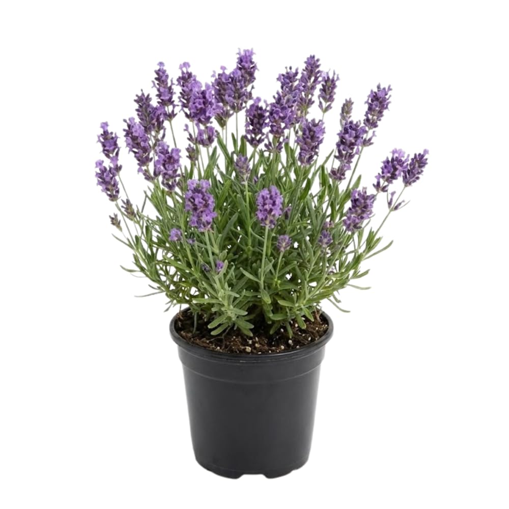 English Lavender Flower Plant, 3-Inch Potted, Aromatic Lavandula Angustifolia, Live Lavender Plants for Inside and Home Décor