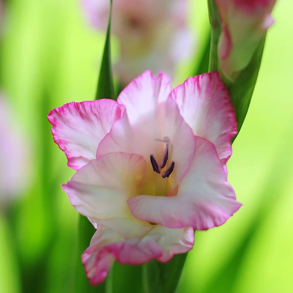 Votaniki Priscilla Gladiolus Bulbs - Stunning Show of Multiple Gladiolus Blooms - Perennial Large Flower Bulbs for Planting - Low Maintenance & Easy to Grow (12 Pack)