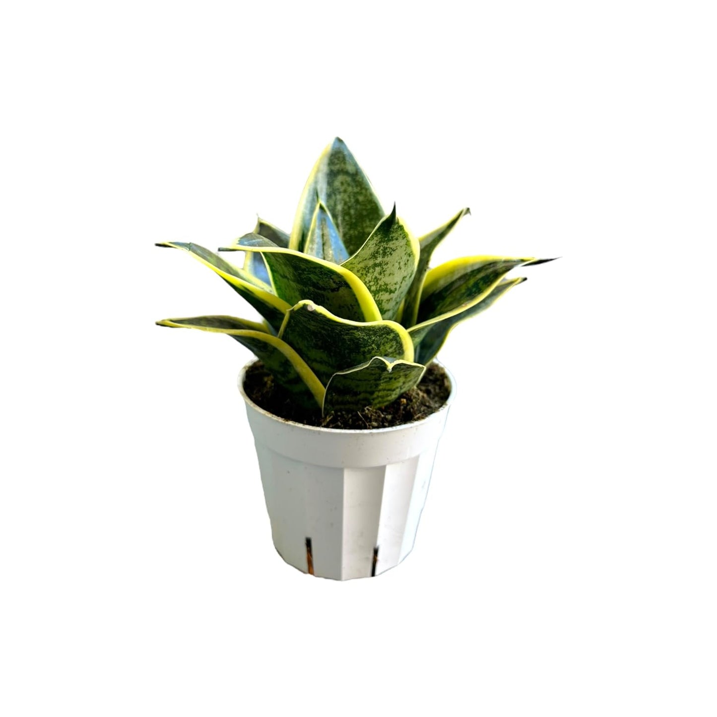 Hopewind Plants Shop Snake Plant, Sansevieria, Live Indoor Plant, Easy Care, Air Purifying Plant, 4 inch Pot (Ocean Star)