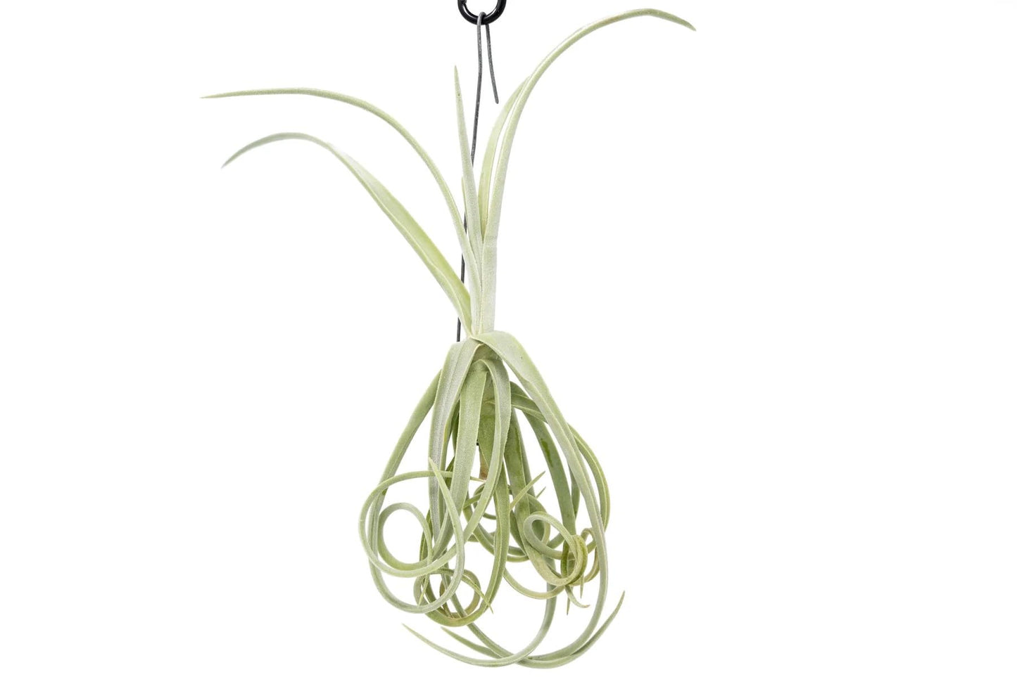 Tillandsia Duratii - Live Tillandsia Succulent House Plants - Home and Garden Decor - Easy Care Indoor/Outdoor Plants (Pack of 5)