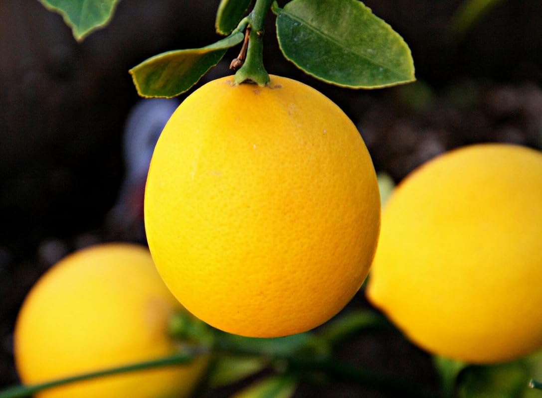 Meyer Lemon Tree - 2-5 Inch Tall Live Plant - Potted Indoor/Outdoor Fruit Seedling - Citrus x meyeri
