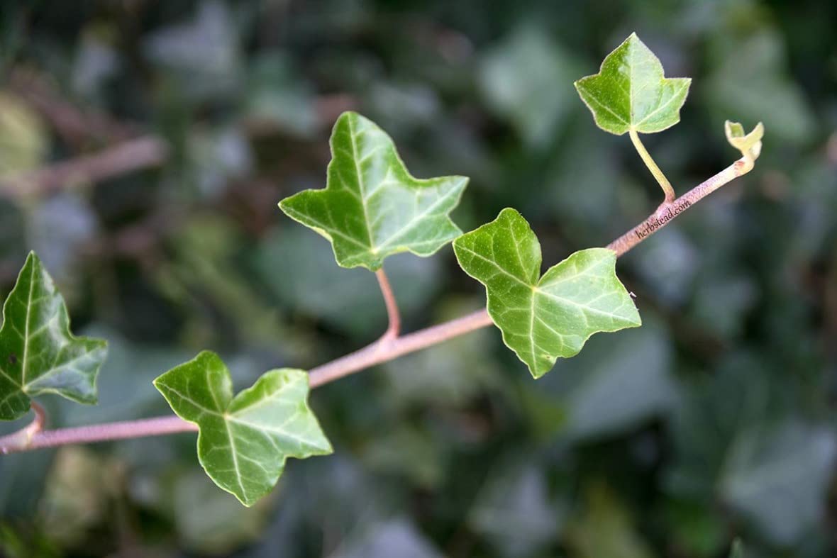 English Ivy Hoop - Live Plant in a 4 Inch Pot - Hedera Helix - Florist Quality - Beautiful Easy Care Indoor Air Purifying Topiary Houseplant Vine