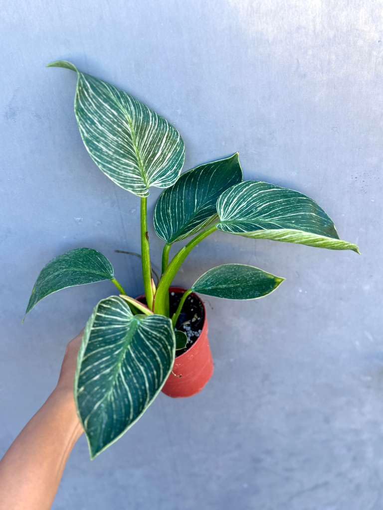 PLANTVERS Variegated Philodendron in 4" Grow Pot – Live Indoor Houseplant with Striking Variegated White-Striped Foliage – Easy Care Tropical Plant – Air Purifying Decorative Houseplant