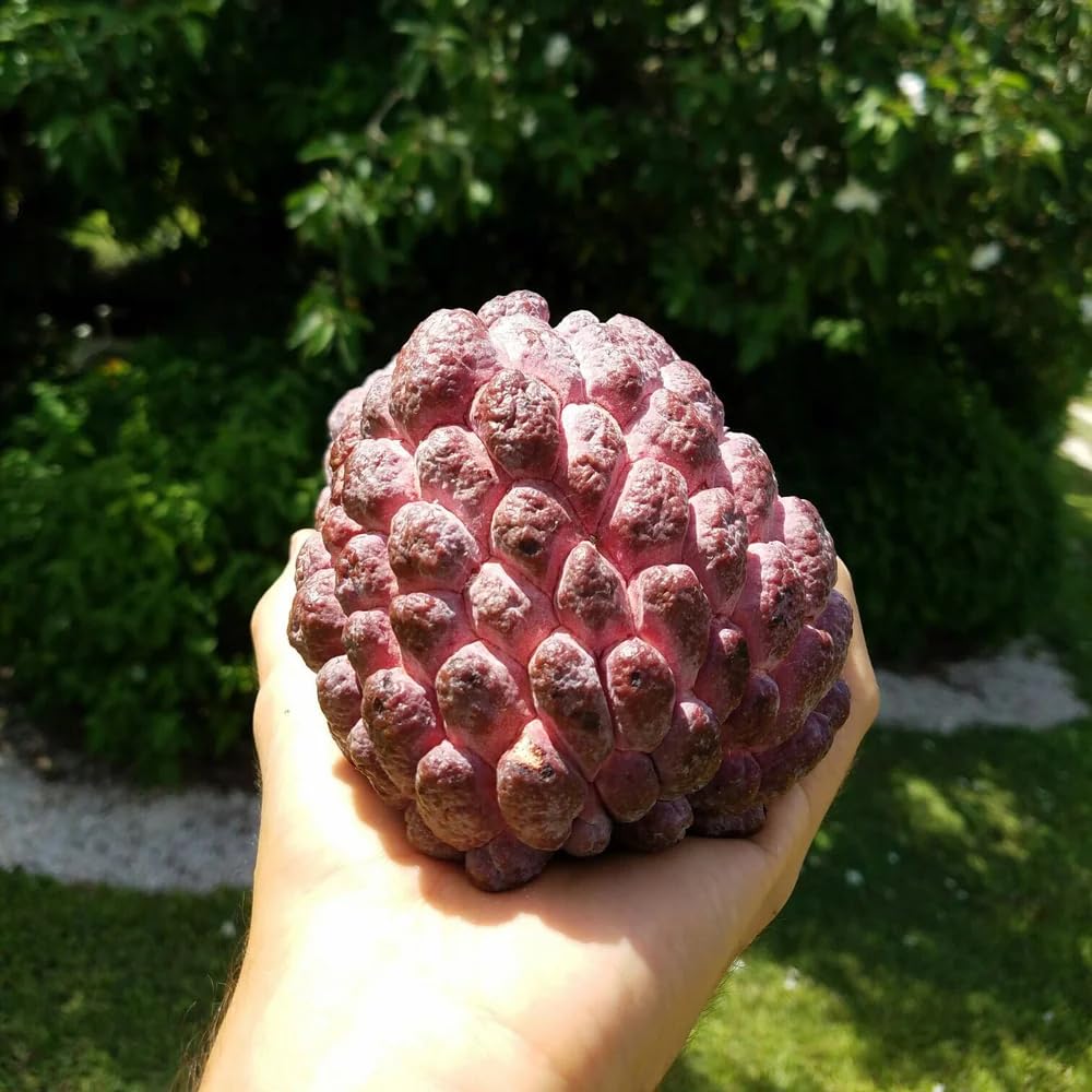 Red Sugar Apple Plant Live for Planting 2-3 Feet Tall, 3 Gallon Pot, Annona Squamosa Sugar Apple Tree Live Plant, No Ship to CA