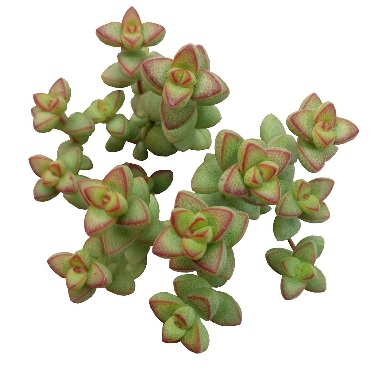 Live Succulent 4 inch Crassula Brevifolia - Succulents Plants Live - Rare Succulent Plants Live - Unique Succulent Plants Live - Cacti & Succulent Plants