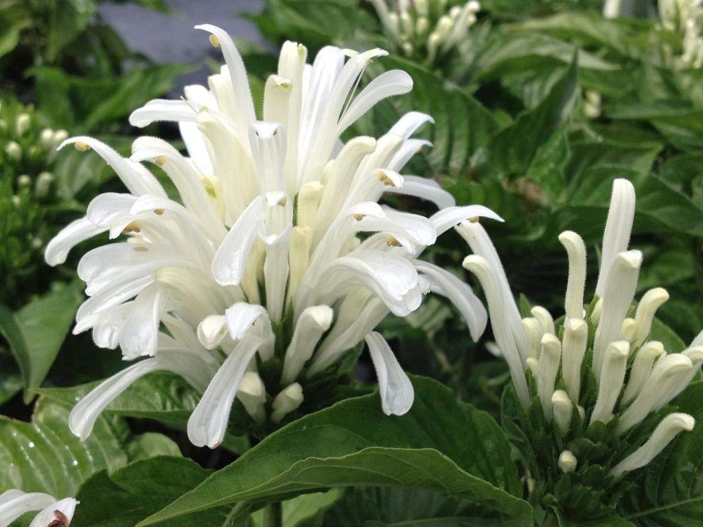 White Brazilian Plume Jacobina - Justicia carnea - Shade Perennial - Live Plant - Pearl Colored Flower - Emerald Goddess Gardens - Starter Sz 4 Inch Pot