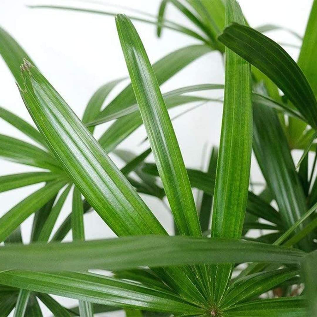 American Plant Exchange Lady Palm – 10-Inch Pot – Live Easy Care Indoor Houseplant, Air-Purifying, Low-Light Tropical Palm for Home, Office, Apartment, and Indoor Décor