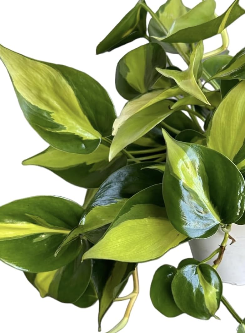 Hopewind Plnats Shop - Philodendron hederaceum Brasil, Rare Variety, Live Indoor Plant, 4 inch Pot