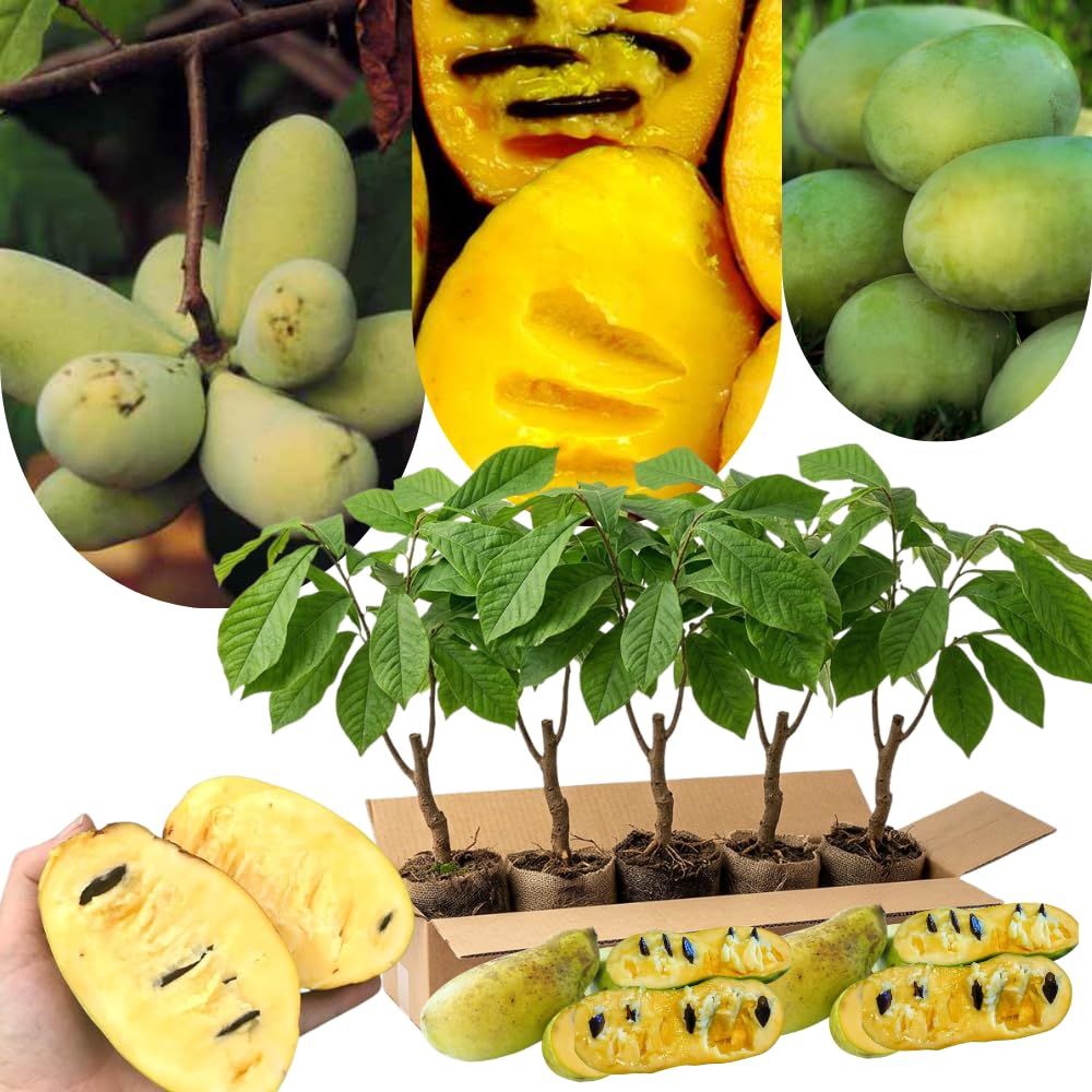 1 Pawpaw Tree Live Plant Up to 6 Inches in Tall, Dormant, No Pot in Winter, Paw Paw Tree Plant Starter Size for Spring Planting, Outdoor Cold Hardy