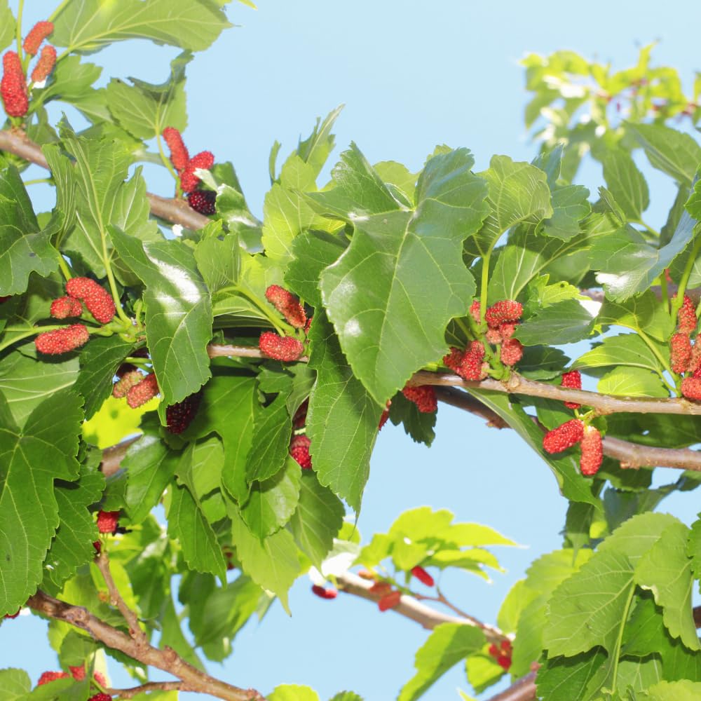 Mulberry Tree Live Plant, Mulberry Plant Seedlings from 6 to 8 Inch Tall, Sweet and Edible Mulberries for Patio and Garden (Red)