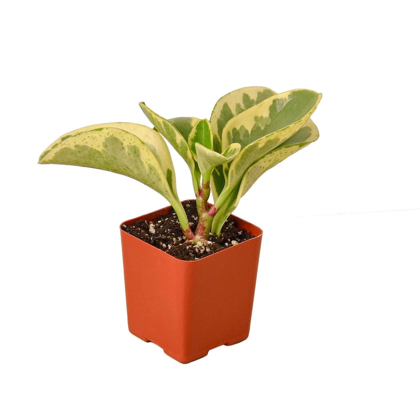 Peperomia 'Marble' in 3in Pot - Live Plants Tropical Houseplants | Variegated | USA Growers | The Snobby Leaf