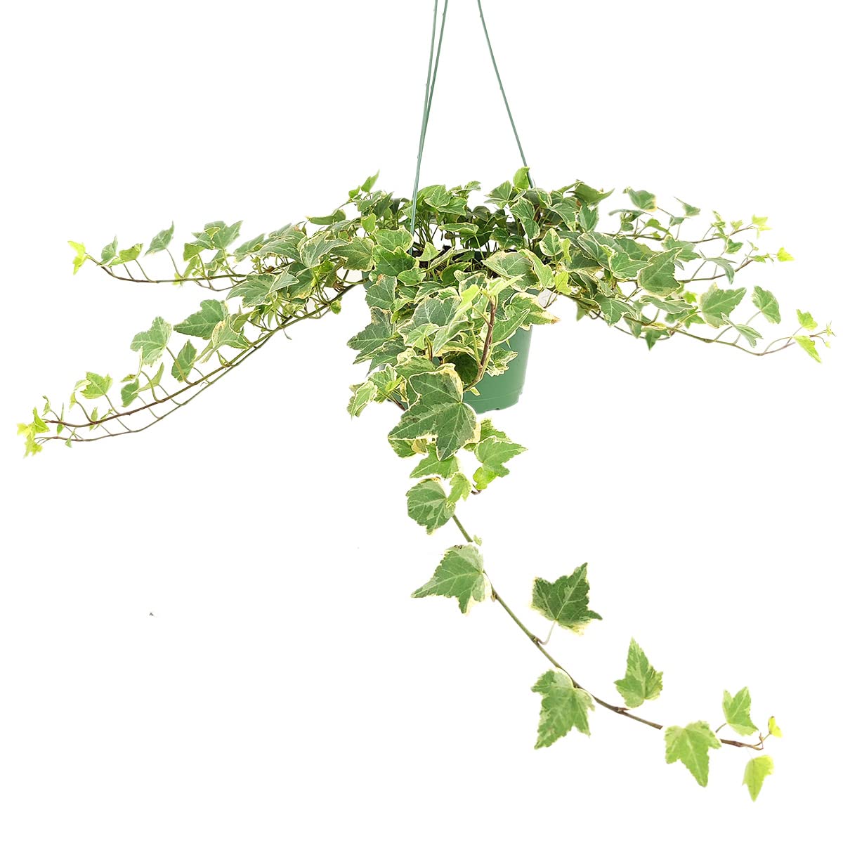 Glacier English Ivy (4" Grower Pot) - Trailing Indoor Houseplants - Eye-catching Ivy Plants - Live Healthy Trailing Houseplant for Home Office Decoration