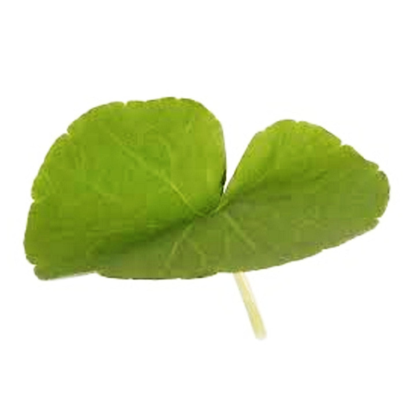 Mainam - Brazilian Pennywort Bundle Live Aquarium Plants 3 Days Live Guaranteed for Freshwater Pond Fish Tank