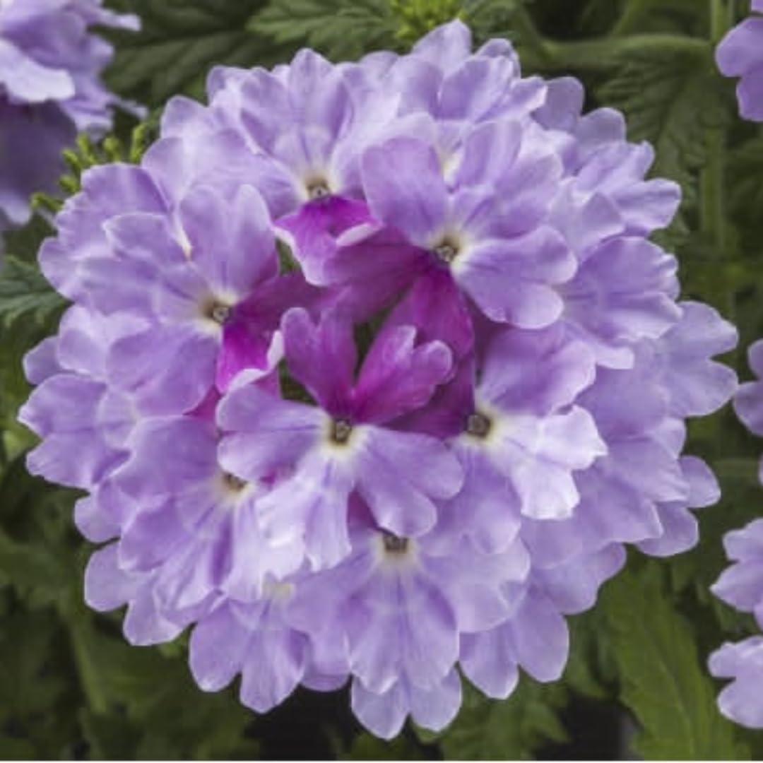 Pack 2 Light Lavender Perennial Verbena Plants, Light Purple Verbena Live Plants, Verbena Flower Trailing Plants Live for Planting, Verbena Plants in Zones 7 to 11