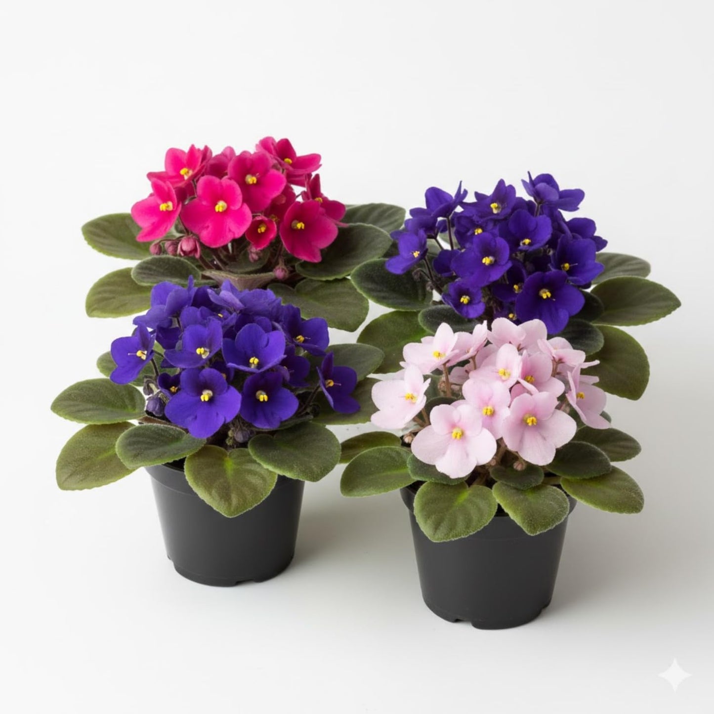 African Violet Plant, Live African Violet Flowers in 4'' Pot, Low-Maintenance Indoor Flowering Plant with Vibrant Blooms (Mix Blooms)