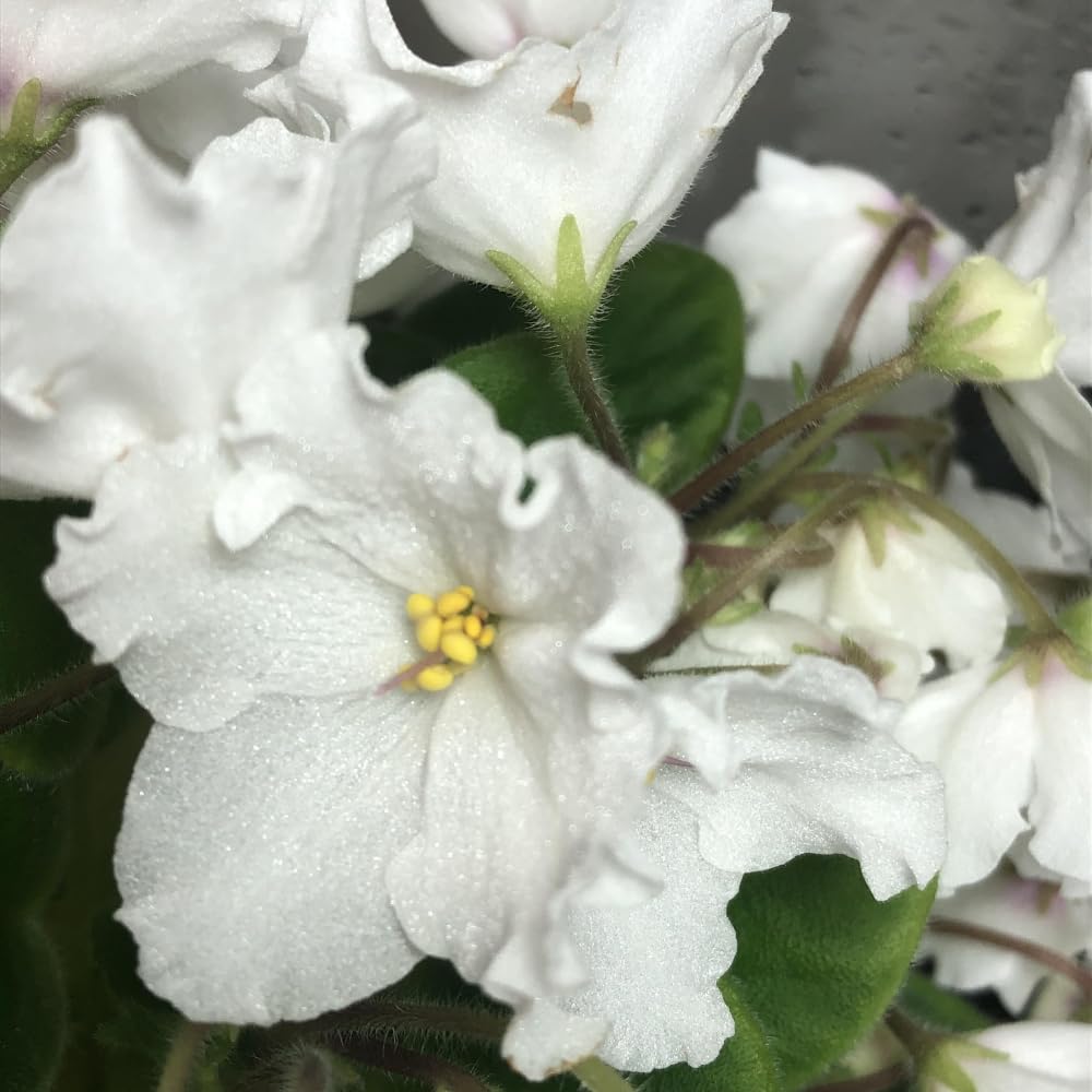 African Violet Live Plant in 4" Pot, White African Violets Plants Houseplant Well-Rooted, Indoor Outdoor Blooming, Holiday Flower Bush