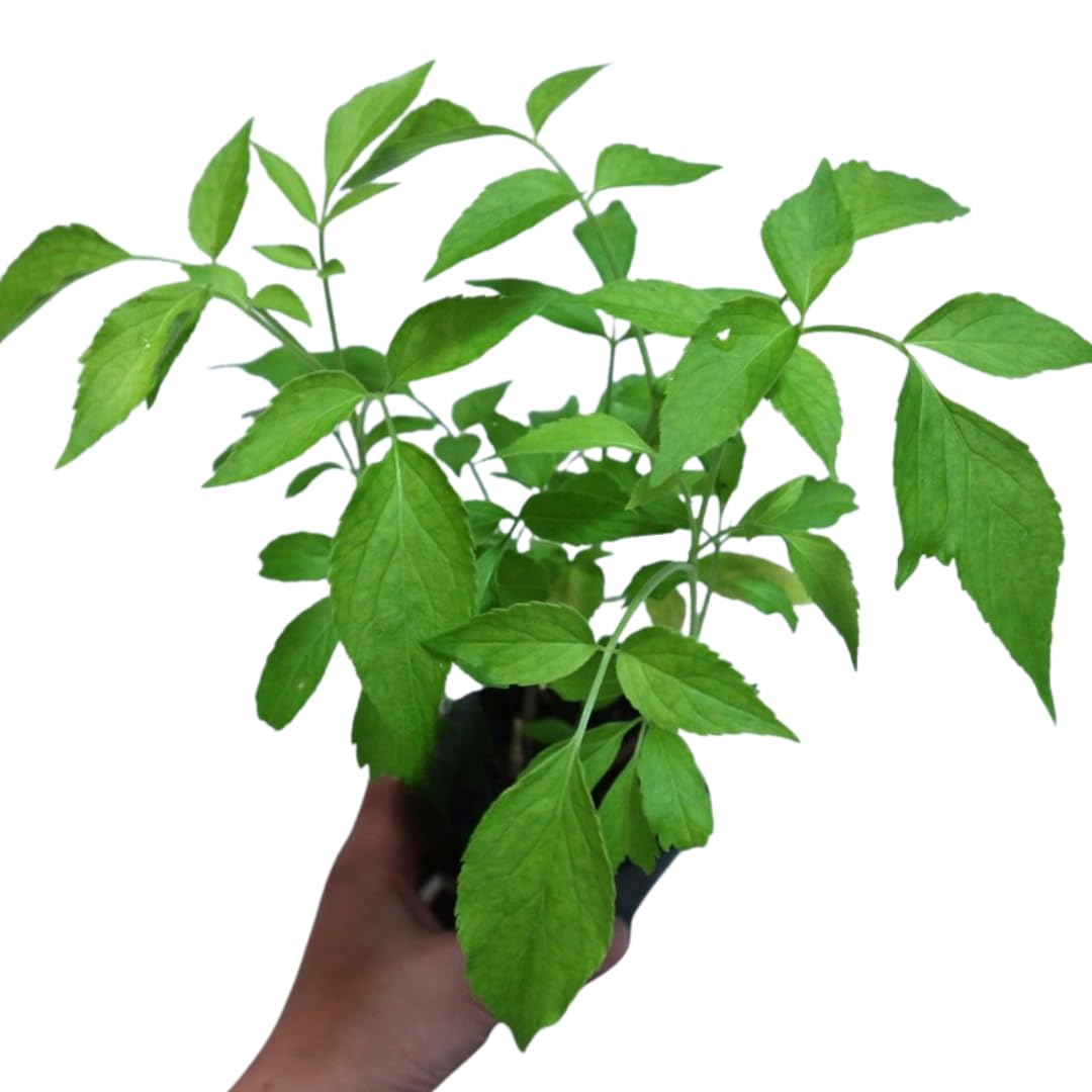 Black Elderberry Bush, Elderberries Plant Live for Planting, 6 to 12 Inch Tall, Fruit Tree Live Plant