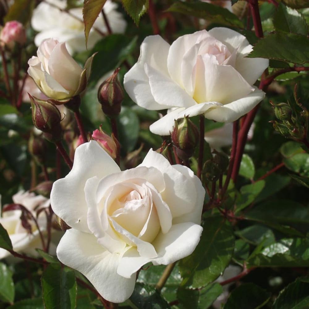 Rose Live Plant for Planting, Fragrant Rose Bush, 5-10” Tall, Ready to Grow Flowering Shrub for Outdoor Garden Beds and Containers (White Rose)
