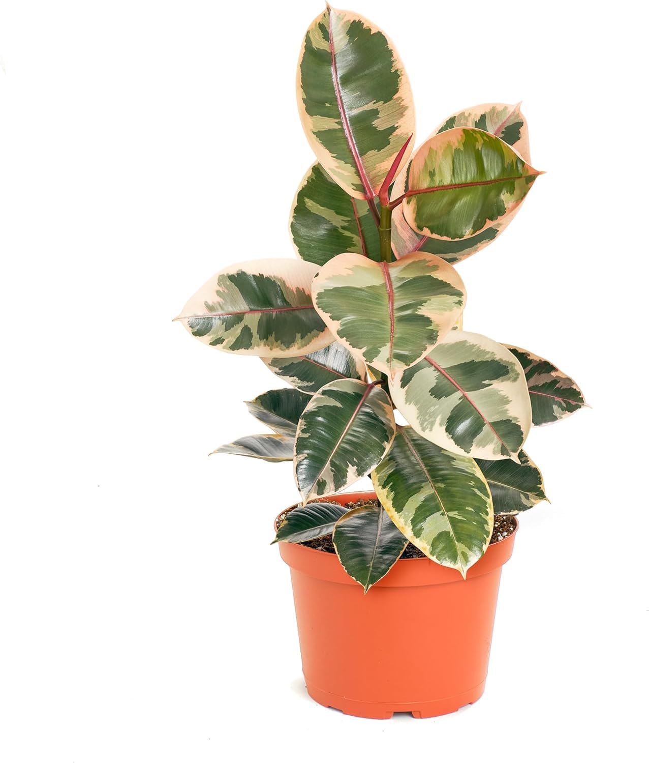 Shop Succulents Ficus Tineke, Live Indoor Plant, Low Maintenance Rubber Tree with Vibrant Pink and Green Leaves, Ideal for Home Decor, Office, and Room Enhancement, 6 Inch Nursery Pot