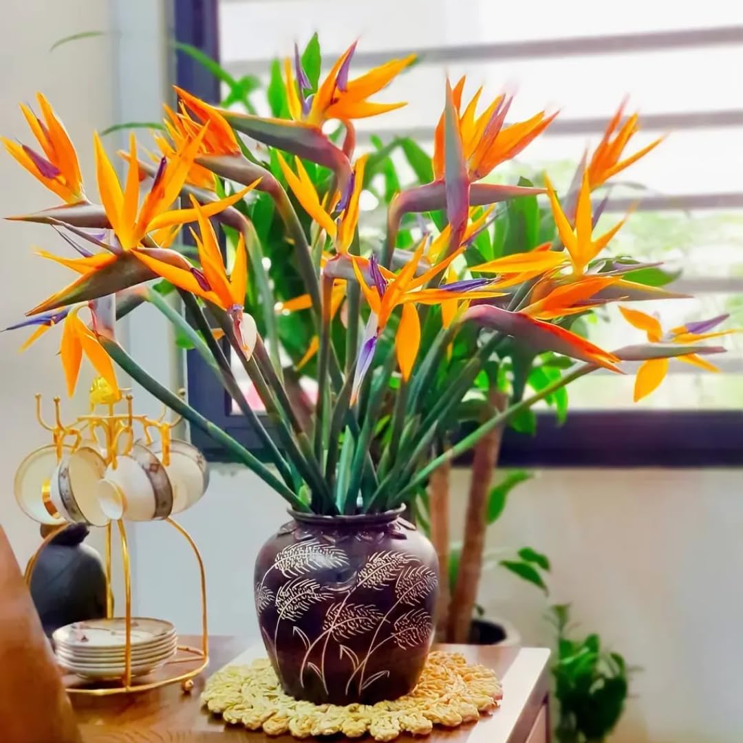 2 Orange Bird of Paradise Plants Live, Cold Hardy, 4-7" in Tall, Fast Growing, Strelitzia Reginae Flower for Spring Landscaping Ornamental Indoor Outdoor