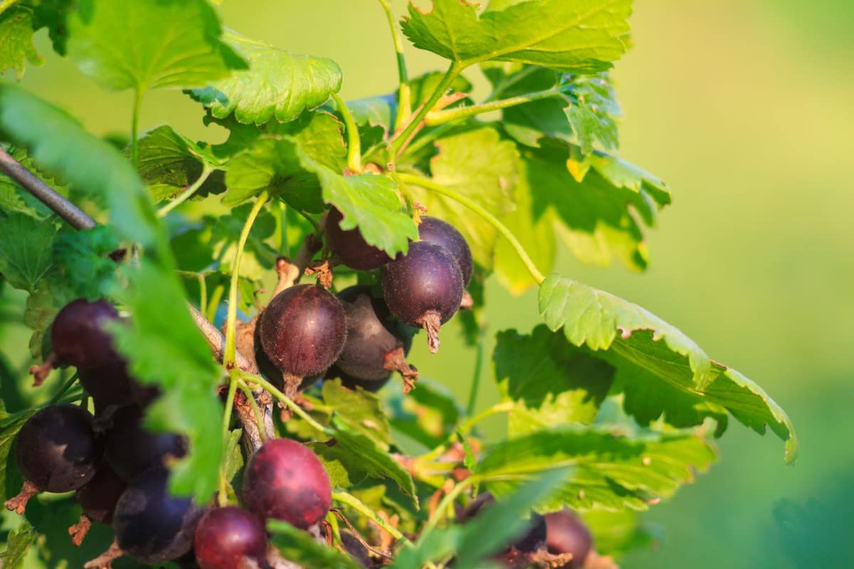 Gooseberry Currant Cross Gooseberry Plant Live for Planting, Edible Berries Starter Plant 5-9 Inc Tall