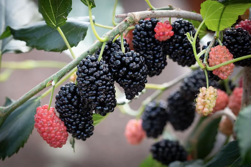 Mojo Berry Mulberry – Live Fruit Tree, 5–9 Inches Tall – Charlotte Russe Dwarf Mulberry Variety, Sweet Edible Berries, Fast-Growing, Self-Fertile, Perfect for Pots or Garden, Cold Hardy