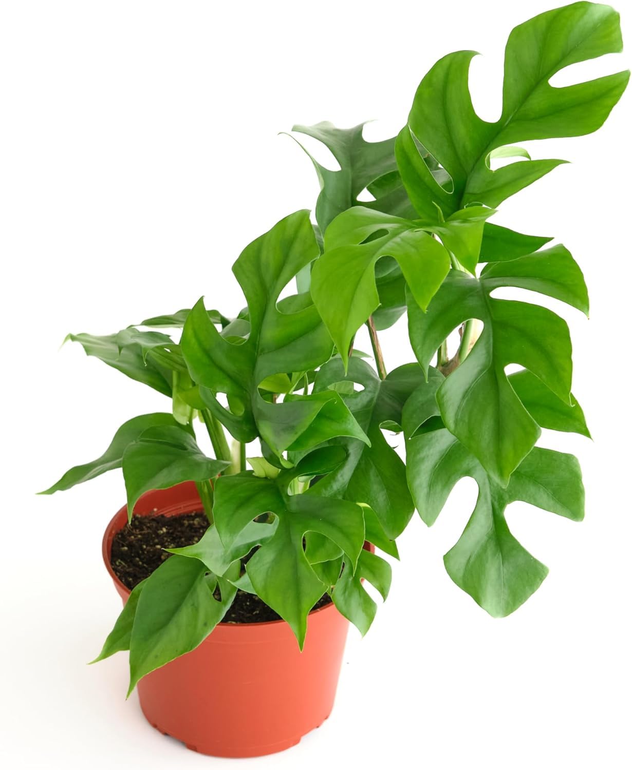 Shop Succulents Philodendron Split Mini, Live Indoor Plant, Compact Low Maintenance Houseplant with Unique Split Leaves, Ideal for Home Decor, Office, and Room Enhancement, 6 Inch Nursery Pot