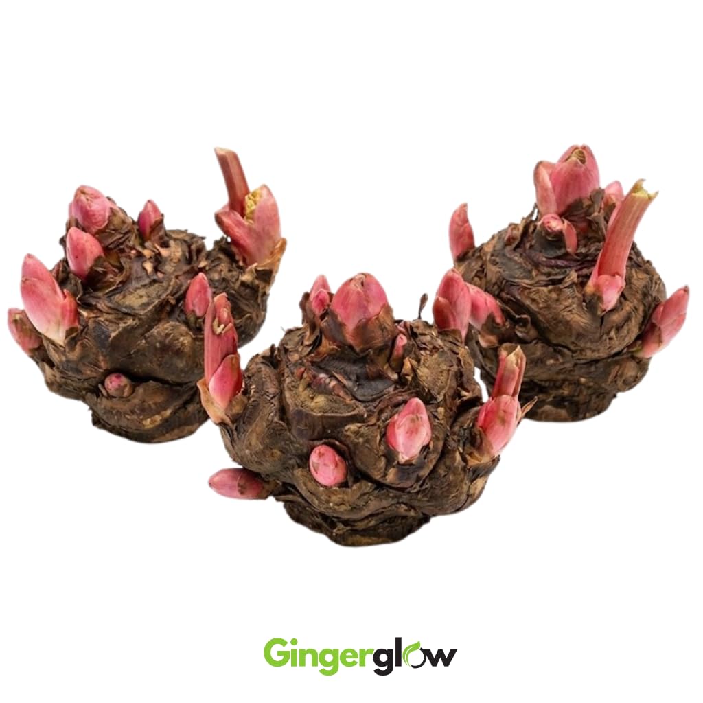 3 Rhubarb Roots Plants for Planting, Large Red Cherry Rhubarb Crown, Fast-Growing Hardy Rhubarb Plant for Outdoor and Backyard Gardens,Hardy Non GMO Plant for Homegrown Gardens