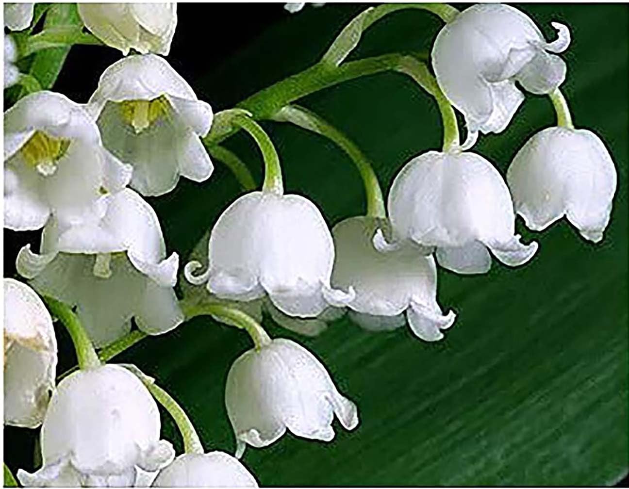 6 Large, Fresh, Plump Lily of the Valley Bare Root Plant Pips for Bloom Next May
