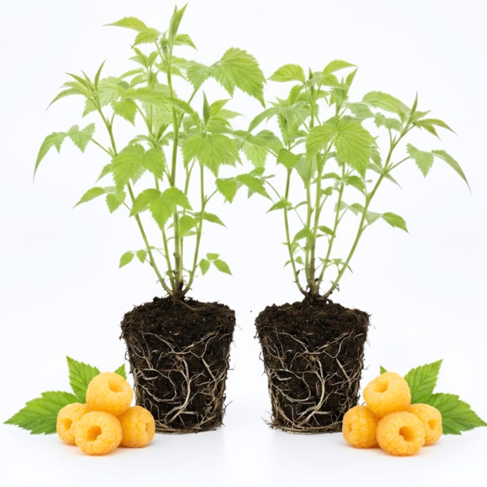 2 Raspberry Plants Live for Planting, Raspberry Bush Live Plants, Size 5-8 Inch Tall, Sweet Raspberry Trees, Well-Rooted (Fall Gold Raspberry)