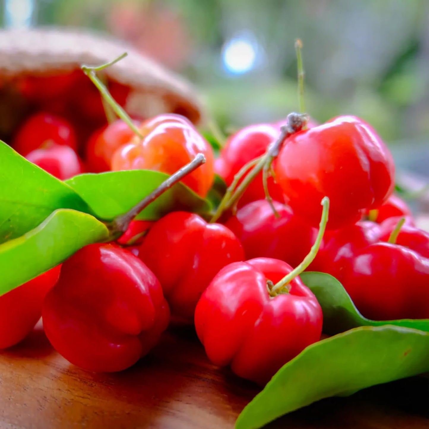 Dwarf Barbados Cherry Plant Live, Acerola Red Cherry Seedlings, 5-9” Tall, Cherry Fruit Trees for Backyard