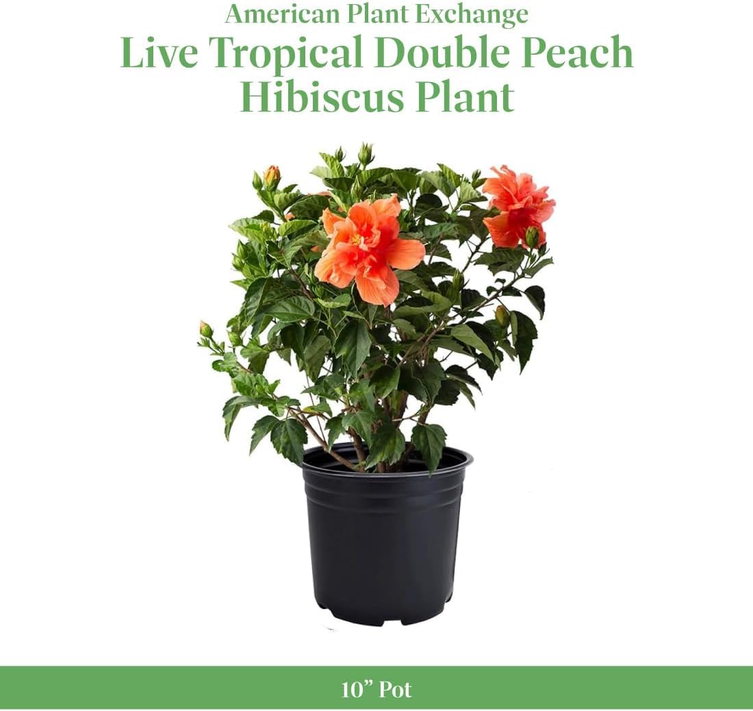 American Plant Exchange Hibiscus 'Double Peach' Plant – Live Flowering Bush, 10-Inch Pot, Tropical Double Blooms for Garden Beds, Patios, and Outdoor Landscapes
