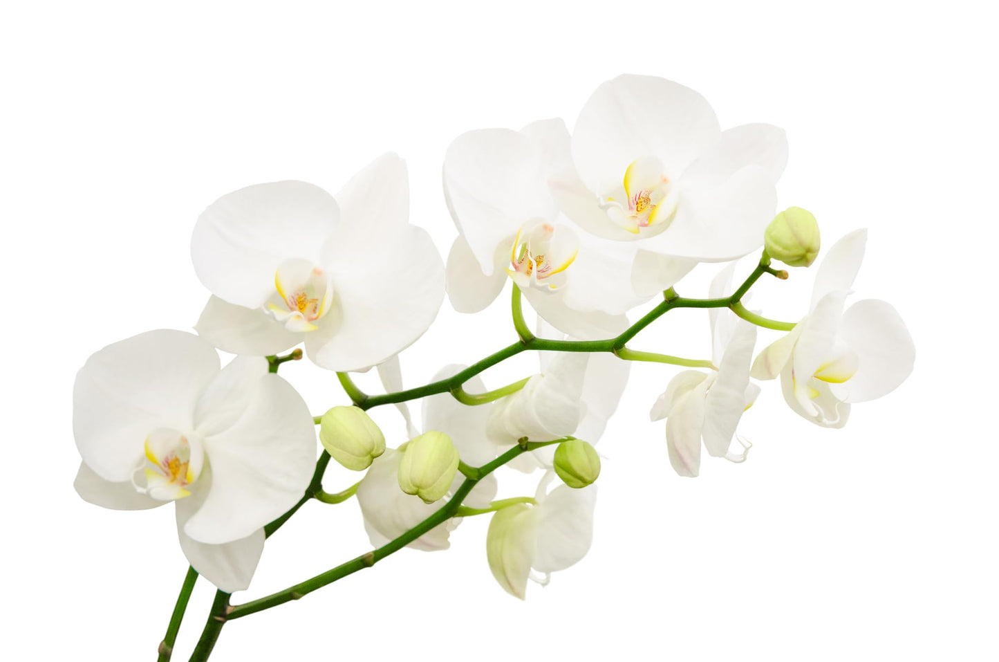 Surprise Moth Orchid Plant - Phalaenopsis - 2" Pot - Easy House Plant