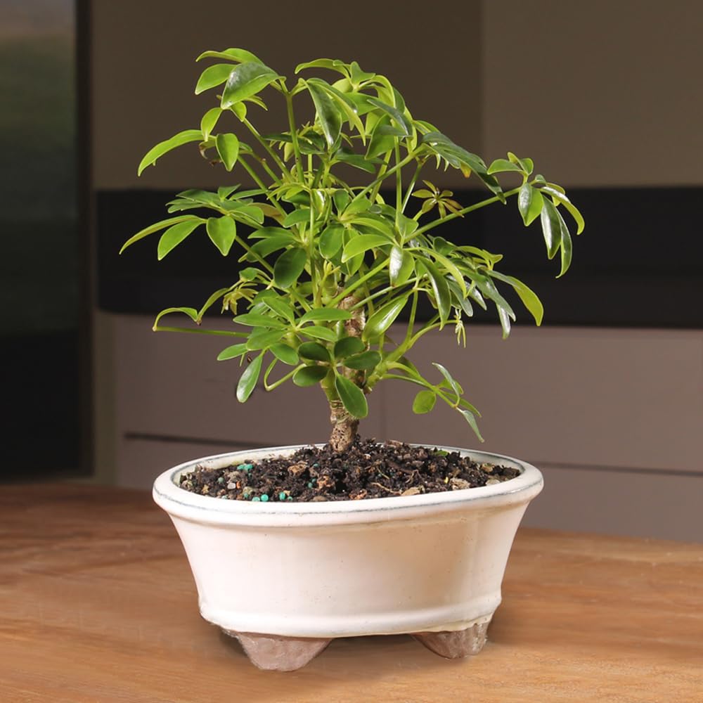 Brussel's Bonsai Live Hawaiian Umbrella Bonsai Tree - Small, 3 Year, 4 to 7 Inches Tall - Indoor Bonsai Tree with Ceramic Bonsai Pot