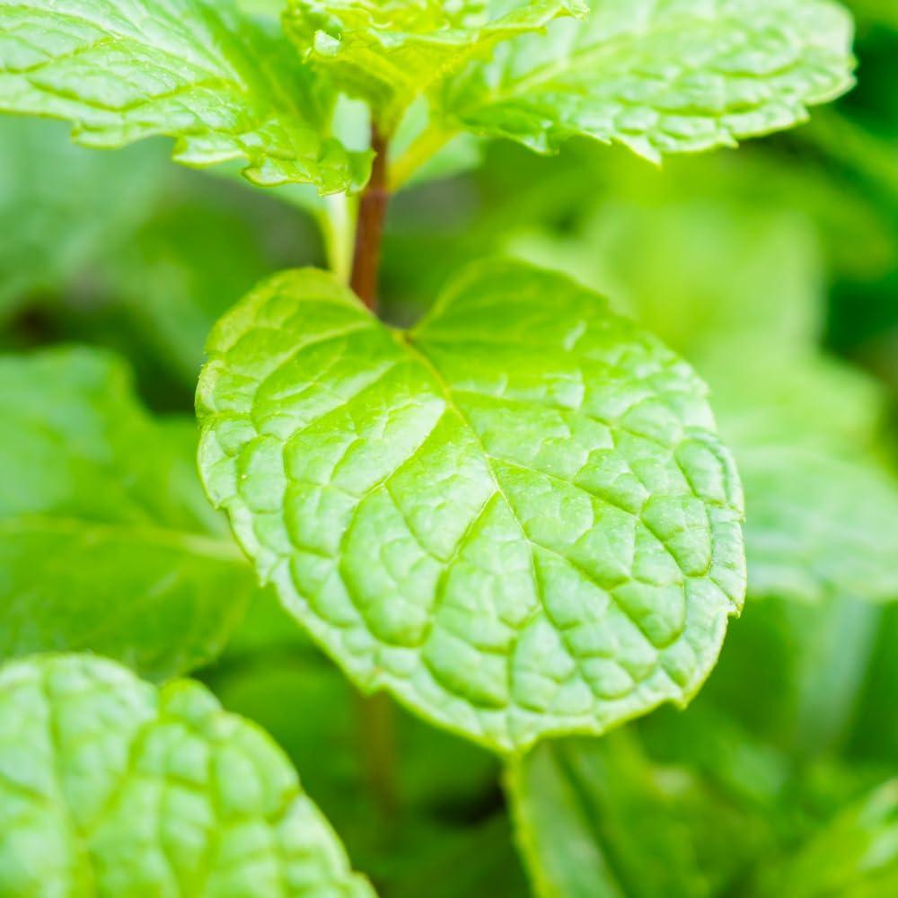 Mint Plant Live, 3 Mojito Mint Herb Plants, 4 to 6 Inc Tall, Fragrant Perennial Plants for Gardening Outdoor, No Pot