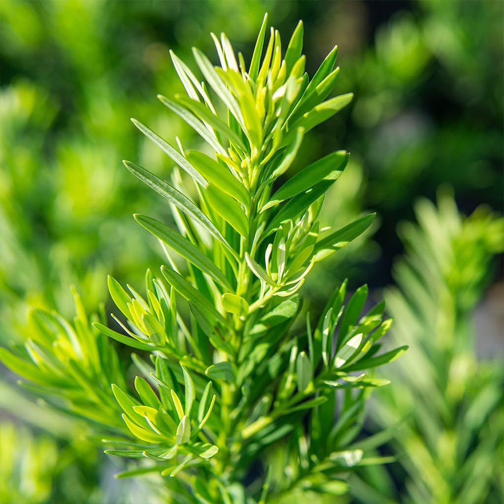 Perfect Plants Podocarpus Maki in 1 Gallon Pot | Live Evergreen Hedge Plant for Outdoor Growing | Japanese Yew Shrub for Privacy & Landscape | Bonsai Tree Starter for Indoor Garden | Full Sun