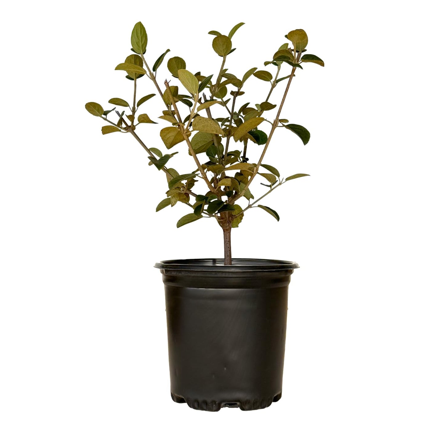 Chinese Snowball Viburnum (2.5 Quart) Flowering Semi-Evergreen Shrub with White Hydrangea-Like Blooms - Full to Part Sun Live Outdoor Plant