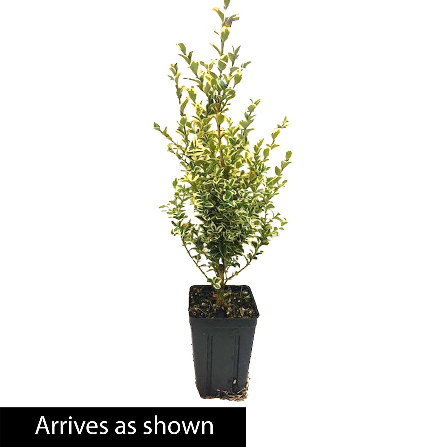 Direct Gardening Variegated Boxwood Dormant Bare Root Broadleaf Evergreen Starter Shrub - Can't Ship to NY or TN