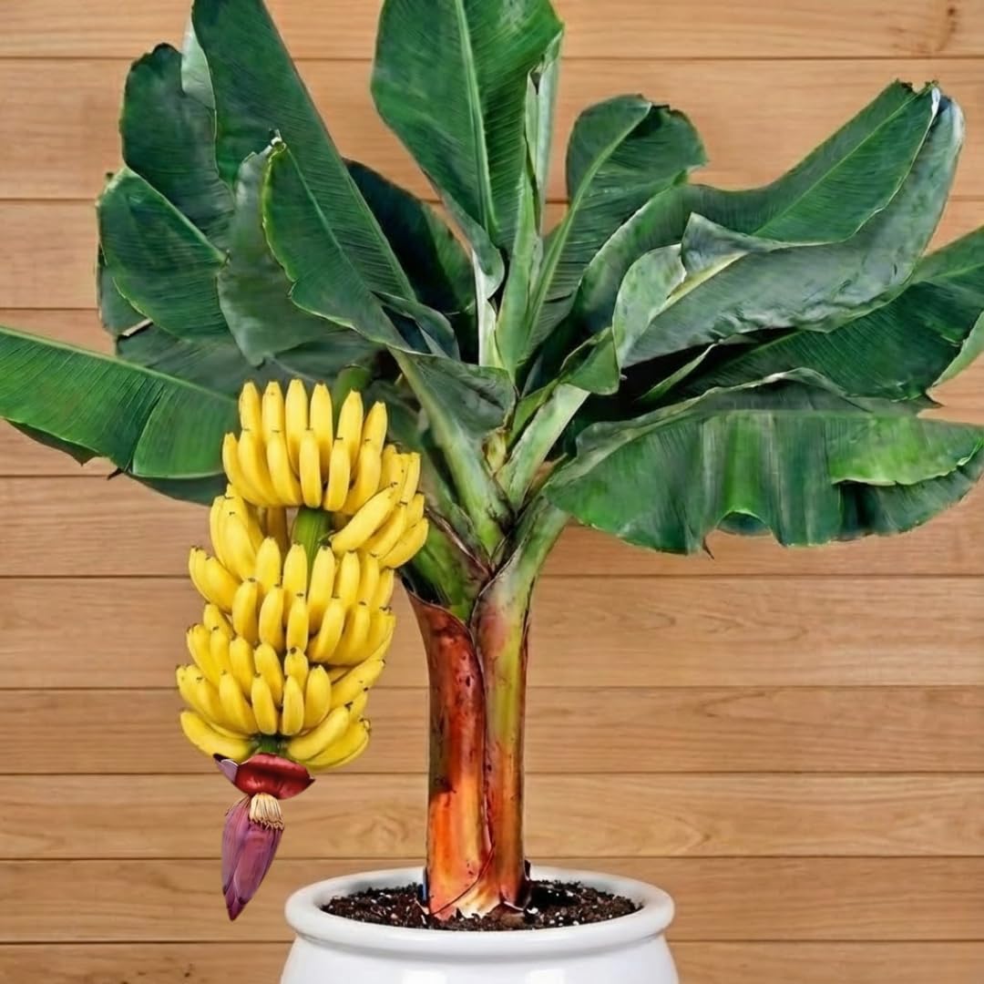 Grand Nain Banana Plant Live for Planting, Banana Trees Live Plants for Outdoor Indoor Planting, Cold Hardy, 4-7" in Tall, No Pot, Musa Plant