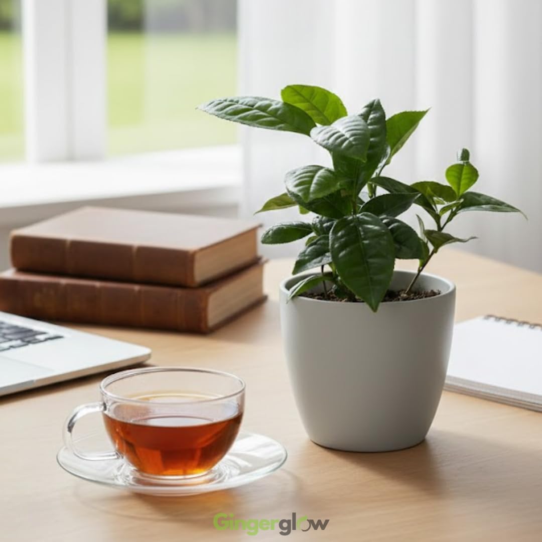 Camellia Sinensis Plant Live | Camellia Tree Live | Green Tea Plant 4 Inch Tall | Evergreen Shrub with Glossy Foliage for Patio Displays, Garden Design & Ornamental Planting