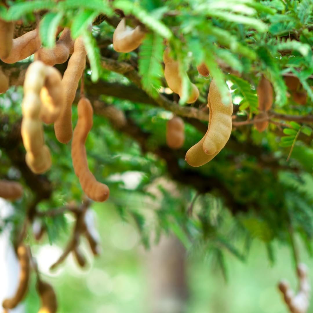 Live Tamarind Tree Plant, Edible Tropical Fruit Tree, Tamarind Fruit Plant, 7-12 Inches Tall for Outdoor Planting