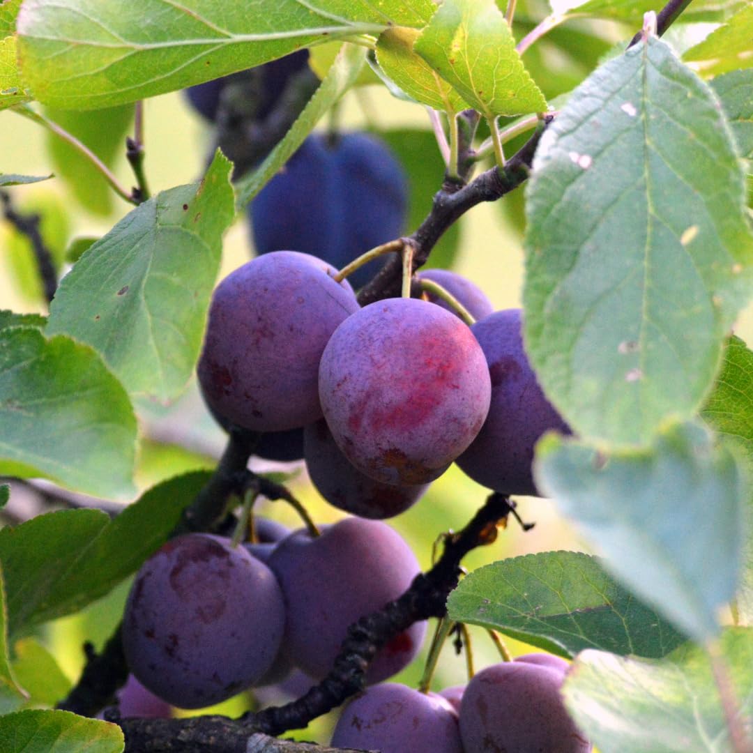 Methley Plum Tree Live Plant in 3 Gallon Pot, 2–3 Feet Tall Plum Fruit Tree for Outdoor Garden or Backyard Growing, No CA