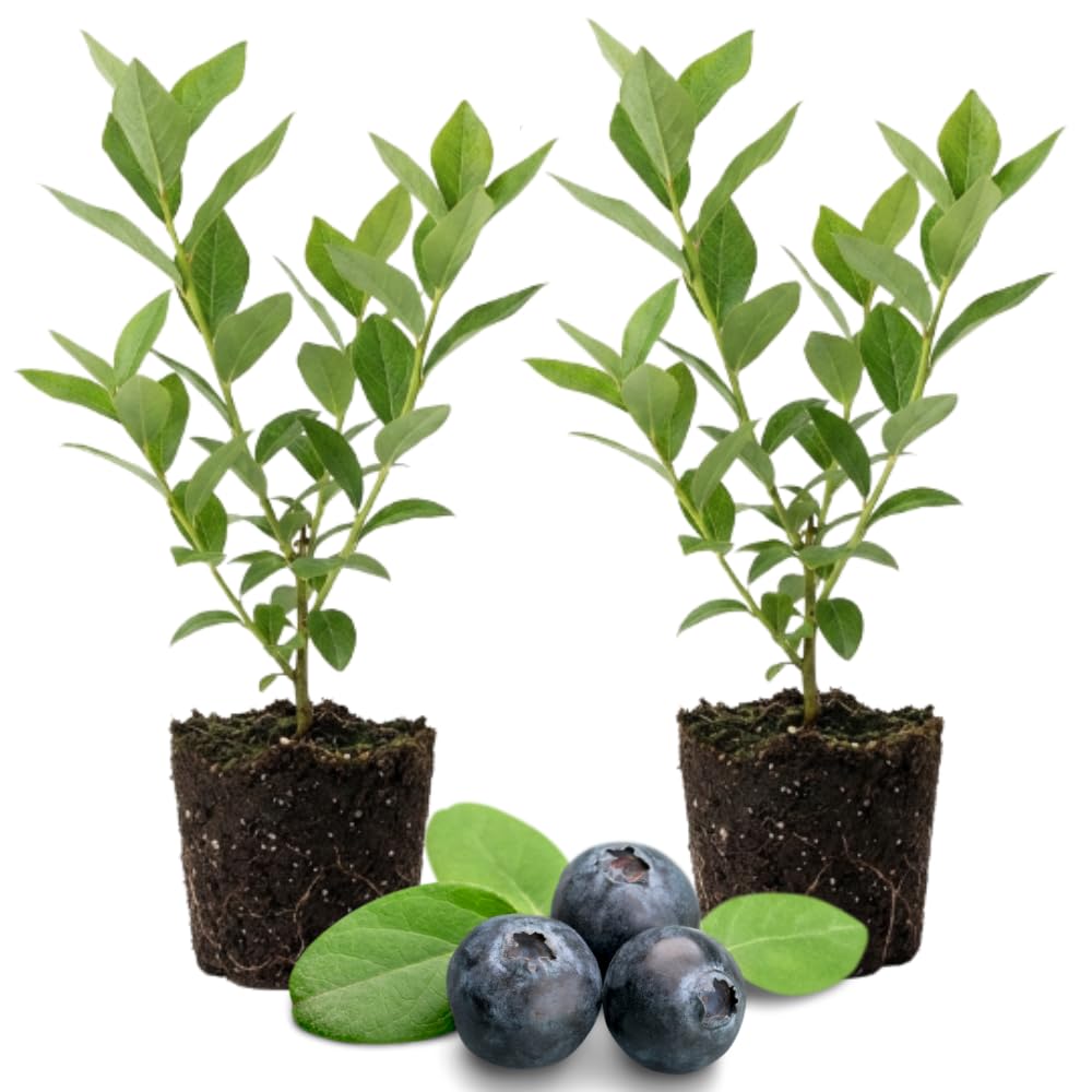 Set 2 Emerald Blueberry Bushes Live Plant, 4-6" Sweet Blueberry Plants, Perennial Fruit Blueberries Plants Live for Planting