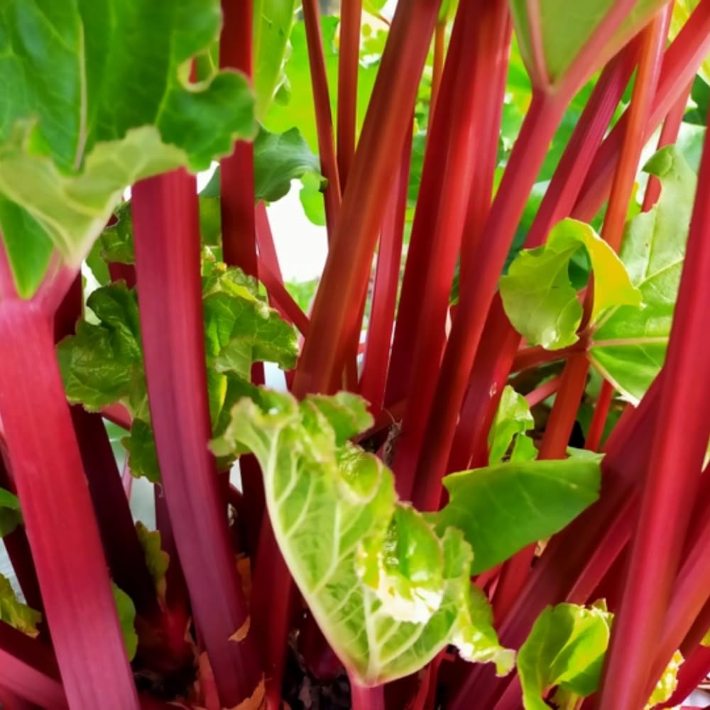 5 Red Rhubarb Roots Crown, Large Rhubarb Rhizomes, Hardy Perennial Vegetable Gardening
