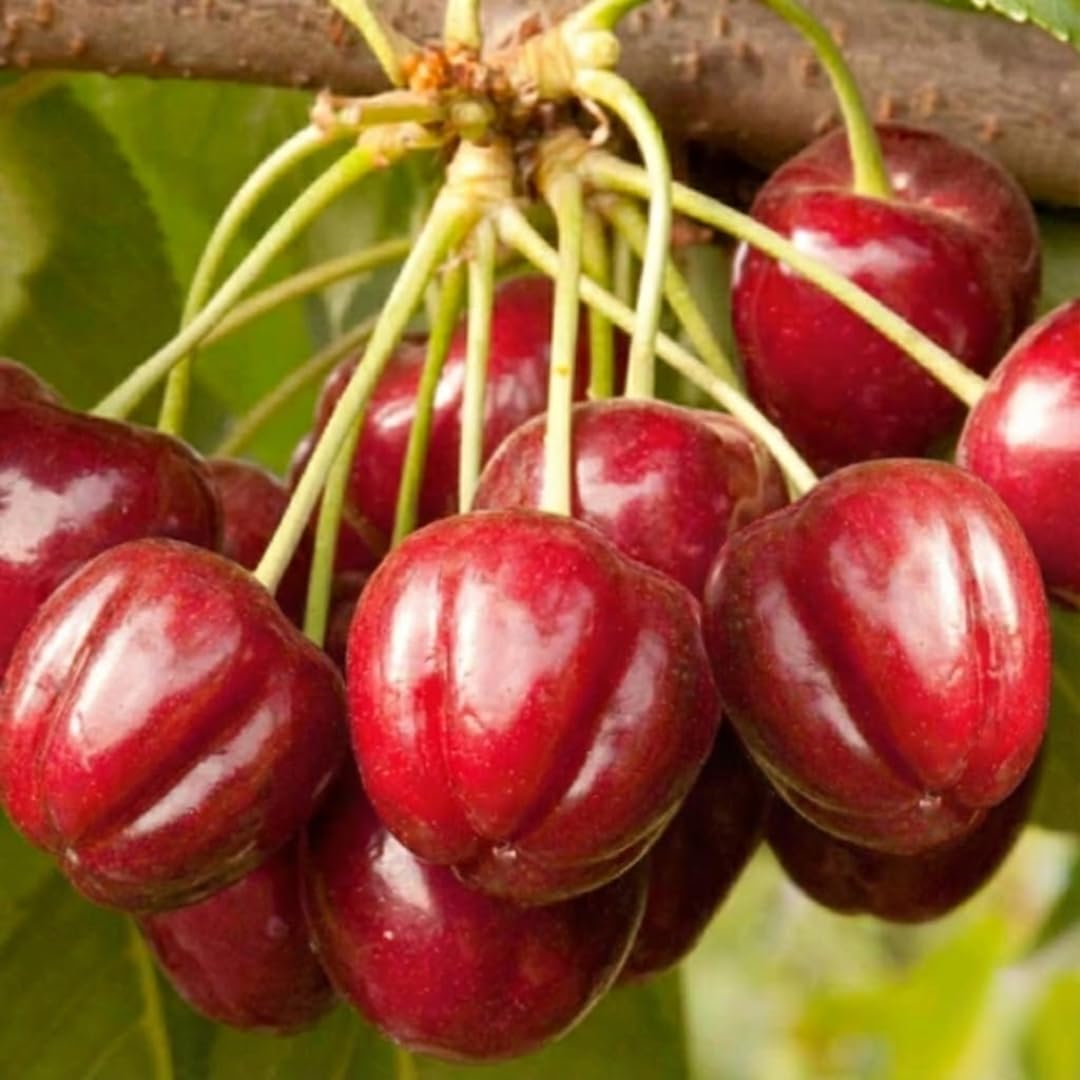 02 Barbados Cherry Tree Live Plant for Planting, 4-7 Inch Tall Fruit Tree, Edible Cherry Tree for Outdoor Garden Growing, Tropical Fruit Plant